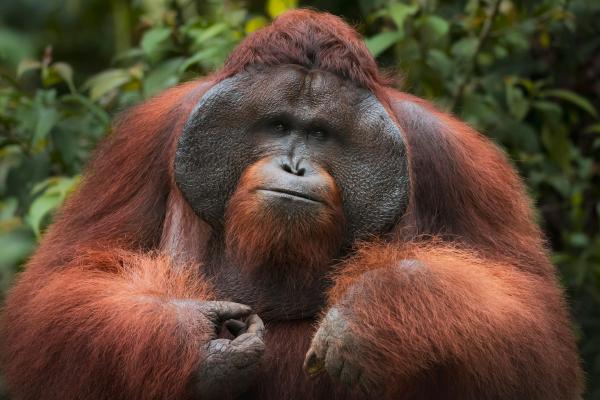 Orangután - ¿Qué es un orangután y cuáles son sus características? 