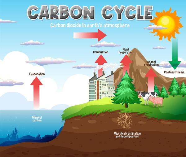 Ciclos biogeoquímicos: qué son, cuáles son e importancia - Ciclo del carbono