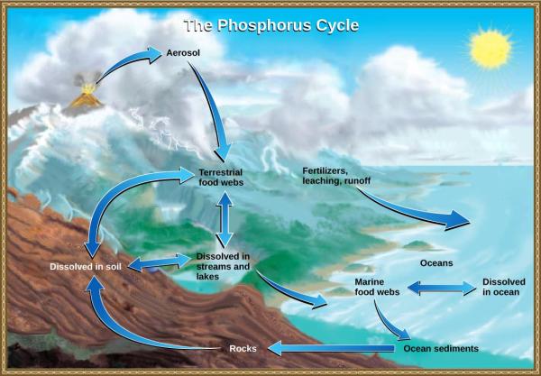 Ciclos biogeoquímicos: qué son, cuáles son e importancia - Ciclo del fósforo
