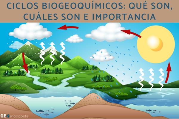 Ciclos biogeoquímicos: qué son, cuáles son e importancia