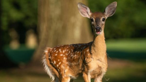 Argentina importó ciervos desde España y Polonia hace 120 años para fomentar la caza: hoy viven en libertad - El impacto ecológico de introducir animales en un ecosistema nuevo