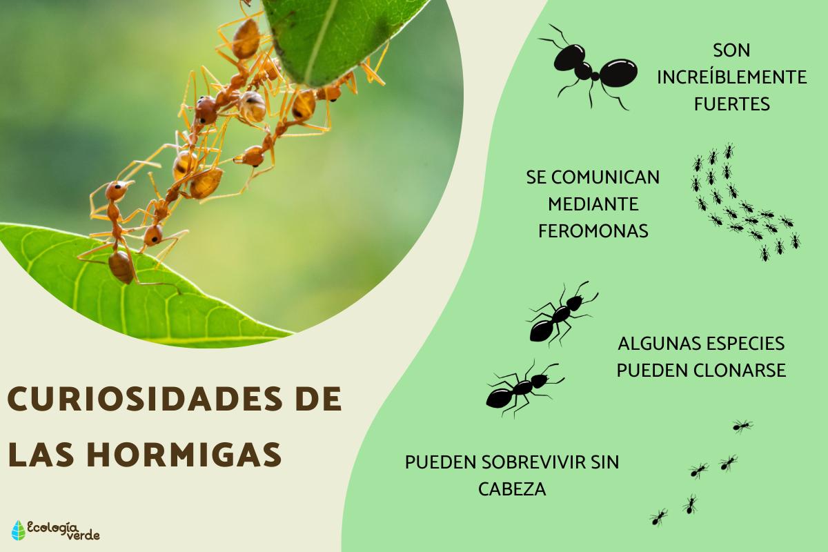 Curiosidades de las hormigas