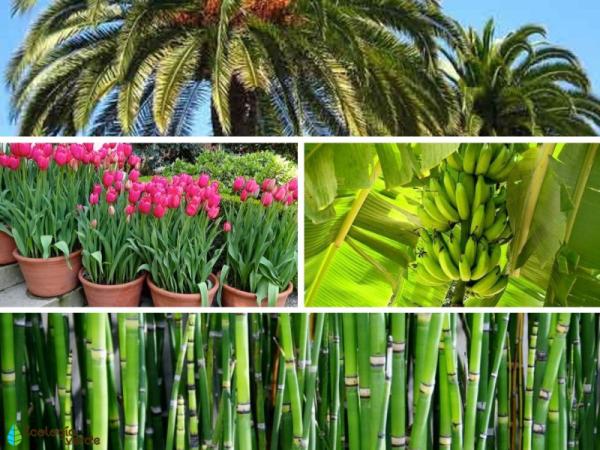 PLANTAS MONOCOTILED NEAS Qu Son Ejemplos Y Caracter sticas
