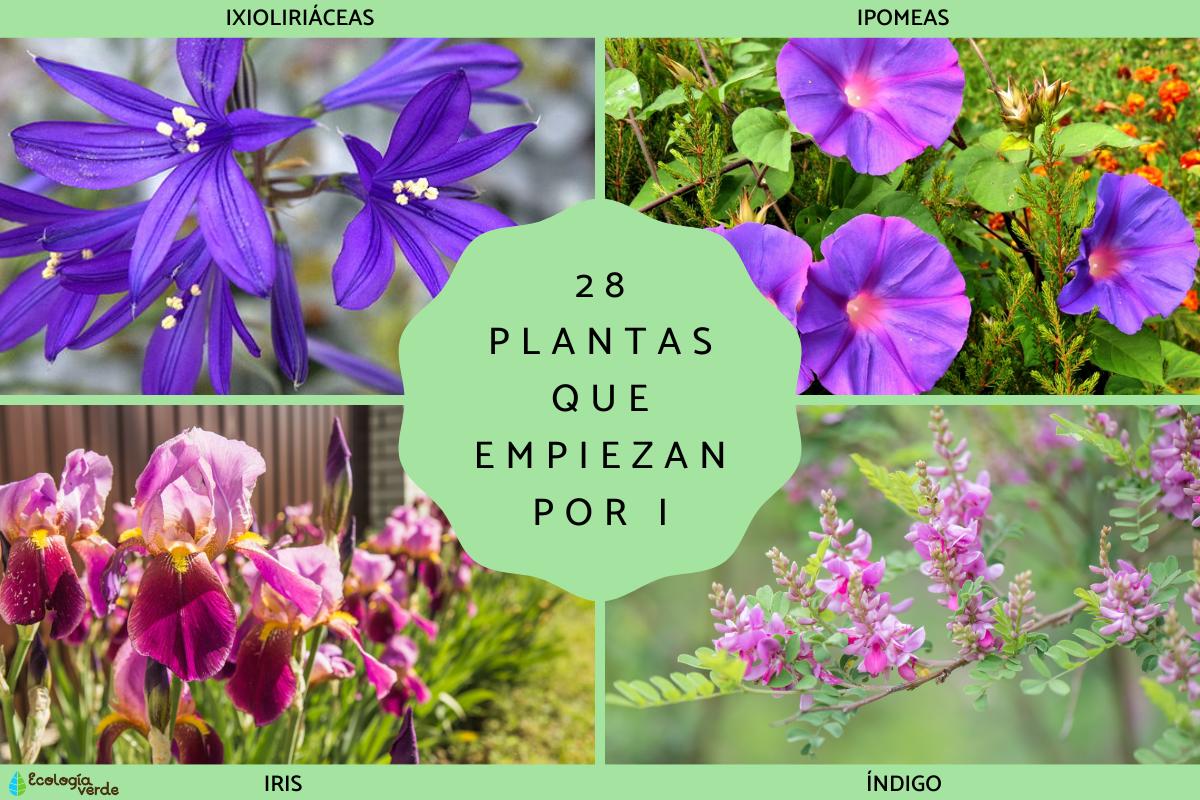 Plantas que empiezan por i