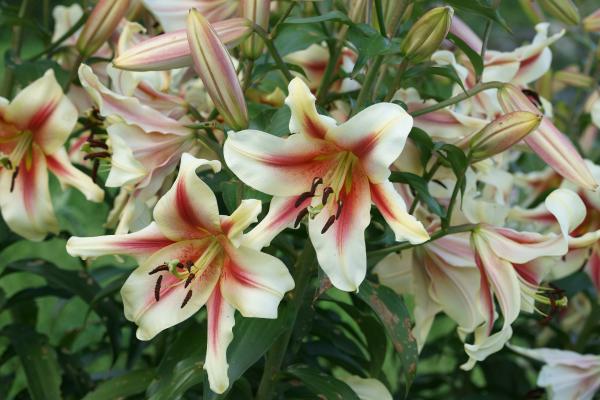 Flores de junio - Azucenas asiáticas (Lilium spp.)