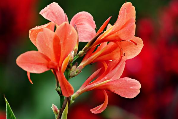 Flores de junio - Caña índica o platanillo (Canna indica)