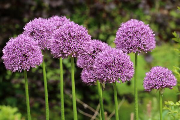 Flores de junio - Cebolla ornamental (Allium spp.)
