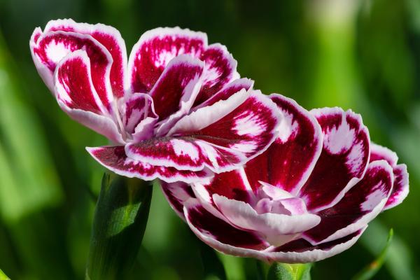 Flores de junio - Clavel (Dianthus caryophyllus)
