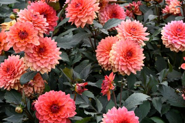 Flores de junio - Dalias (Dahlia spp.)