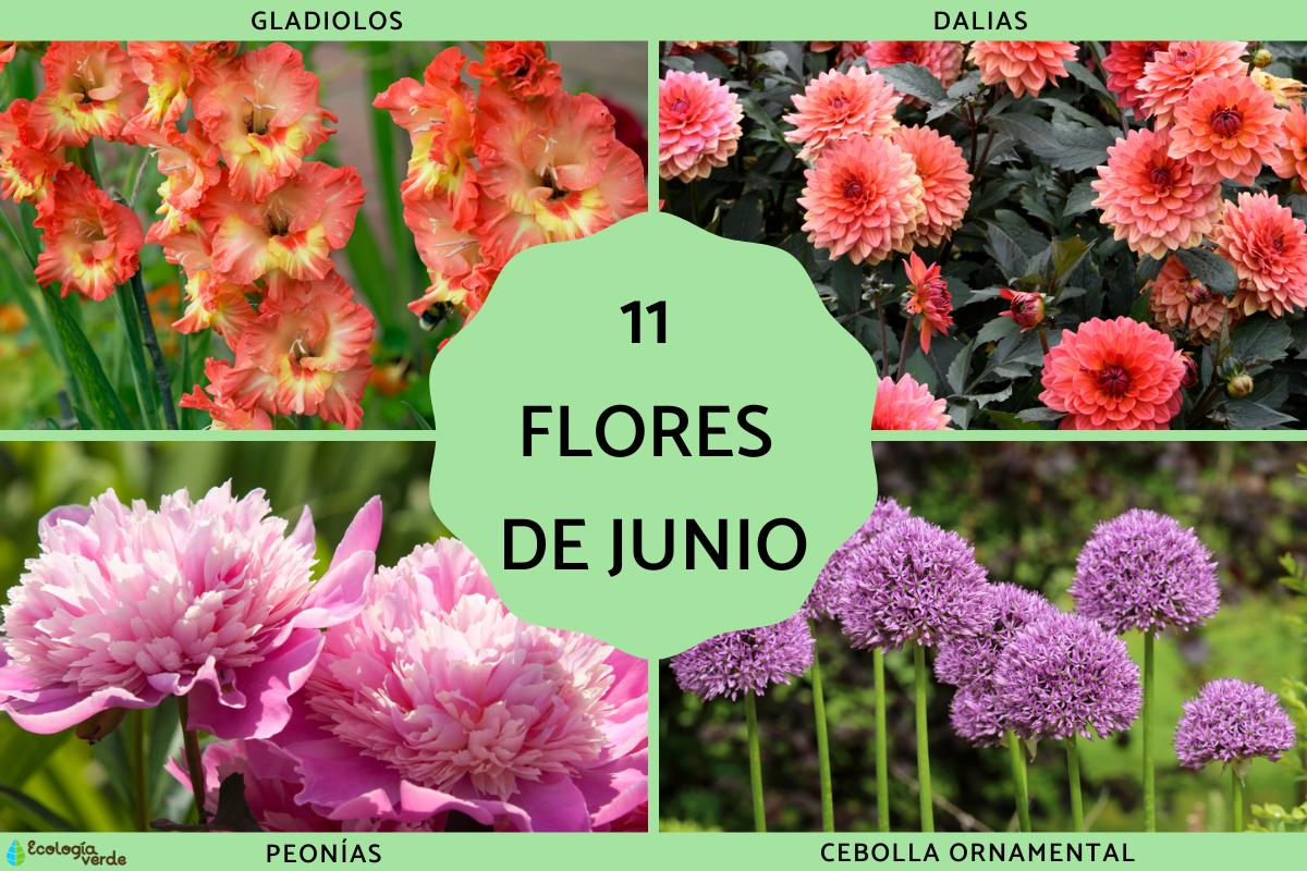 Flores de junio