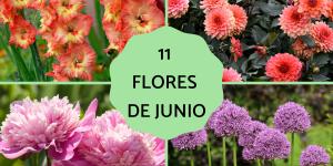 Flores de junio