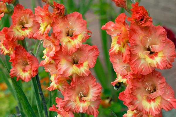 Flores de junio - Gladiolos (Gladiolus spp.)