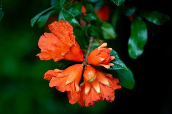 Flores de junio - Granada (Punica granatum)