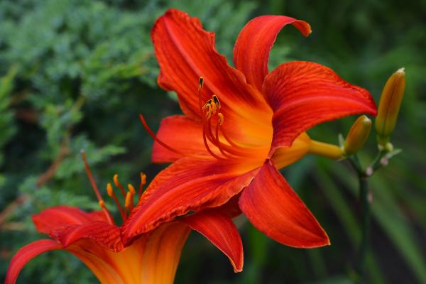 Flores de junio - Lirio de día (Hemerocallis spp.)