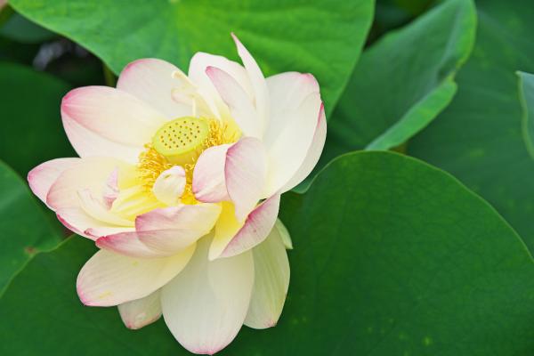 Flores de junio - Loto (Nelumbo spp.)