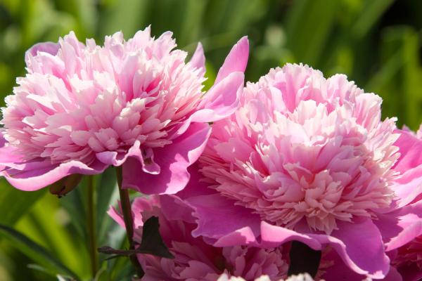 Flores de junio - Peonía (Paeonia spp.)