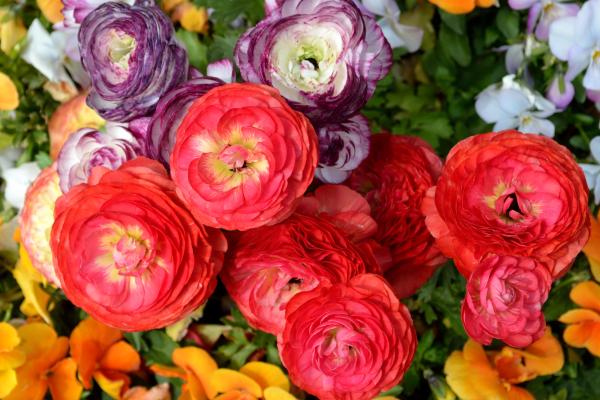 Flores de junio - Ranúnculos (Ranunculus spp.)