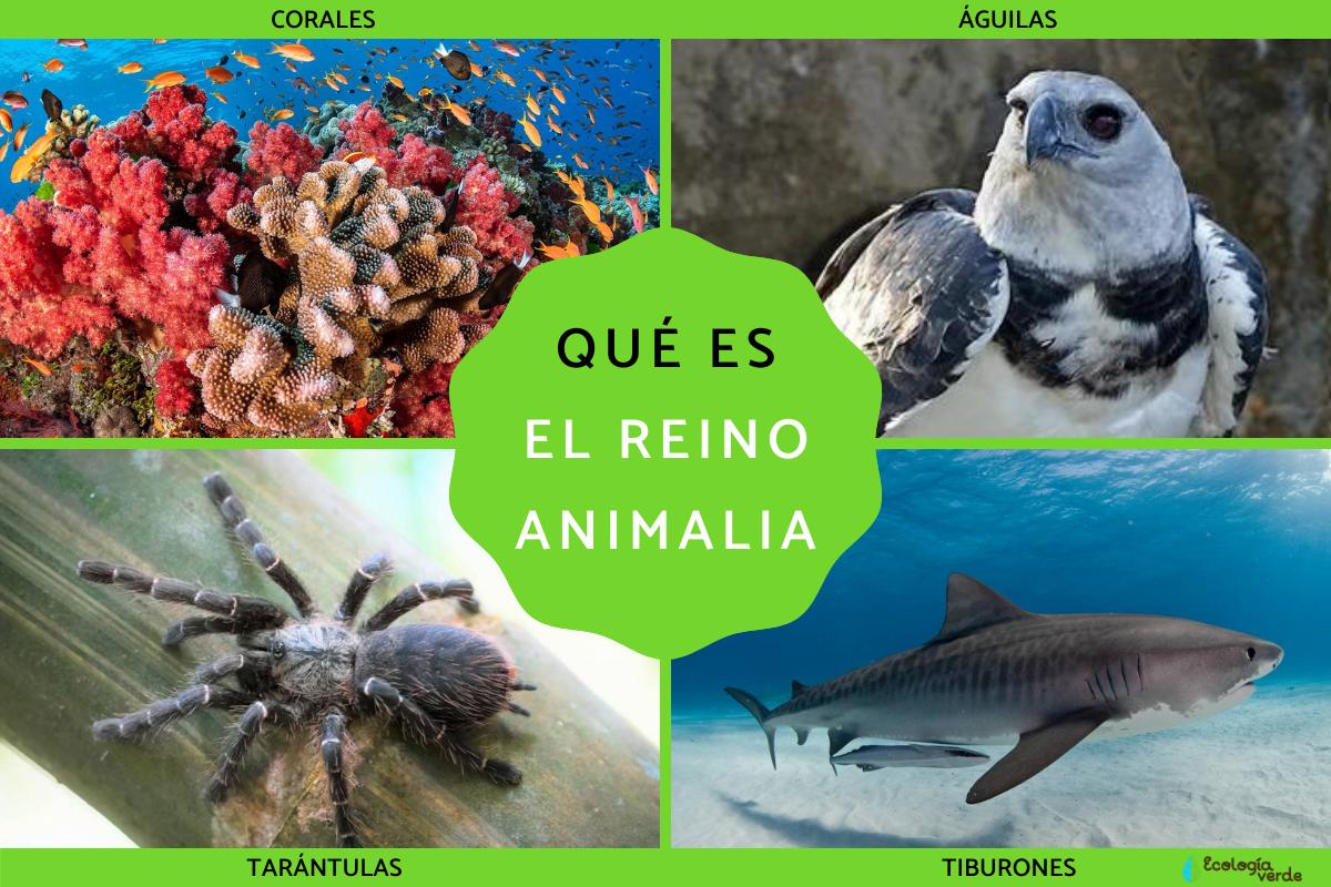 Reino Animalia: qué es, características, clasificación y ejemplos
