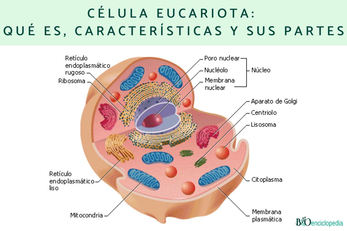 Célula eucariota: qué es, características y sus partes