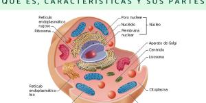 Célula eucariota: qué es, características y sus partes