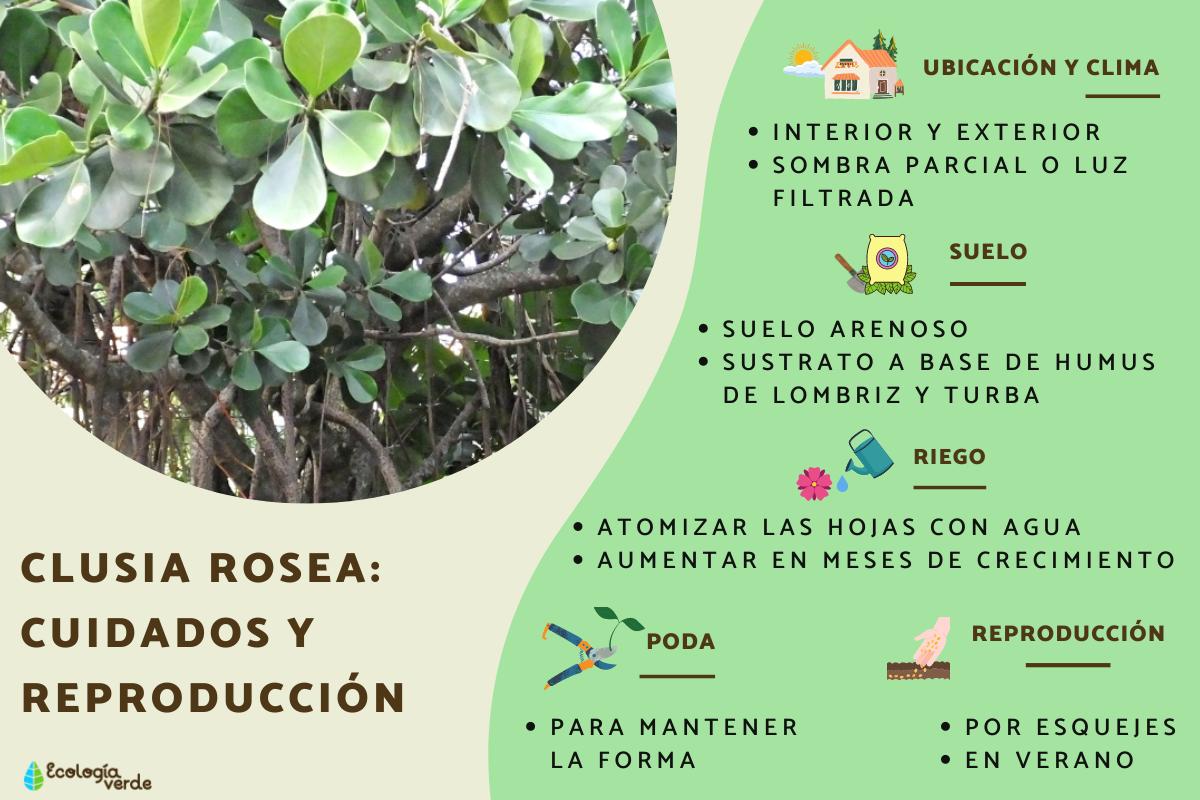 Clusia rosea: cuidados y reproducción