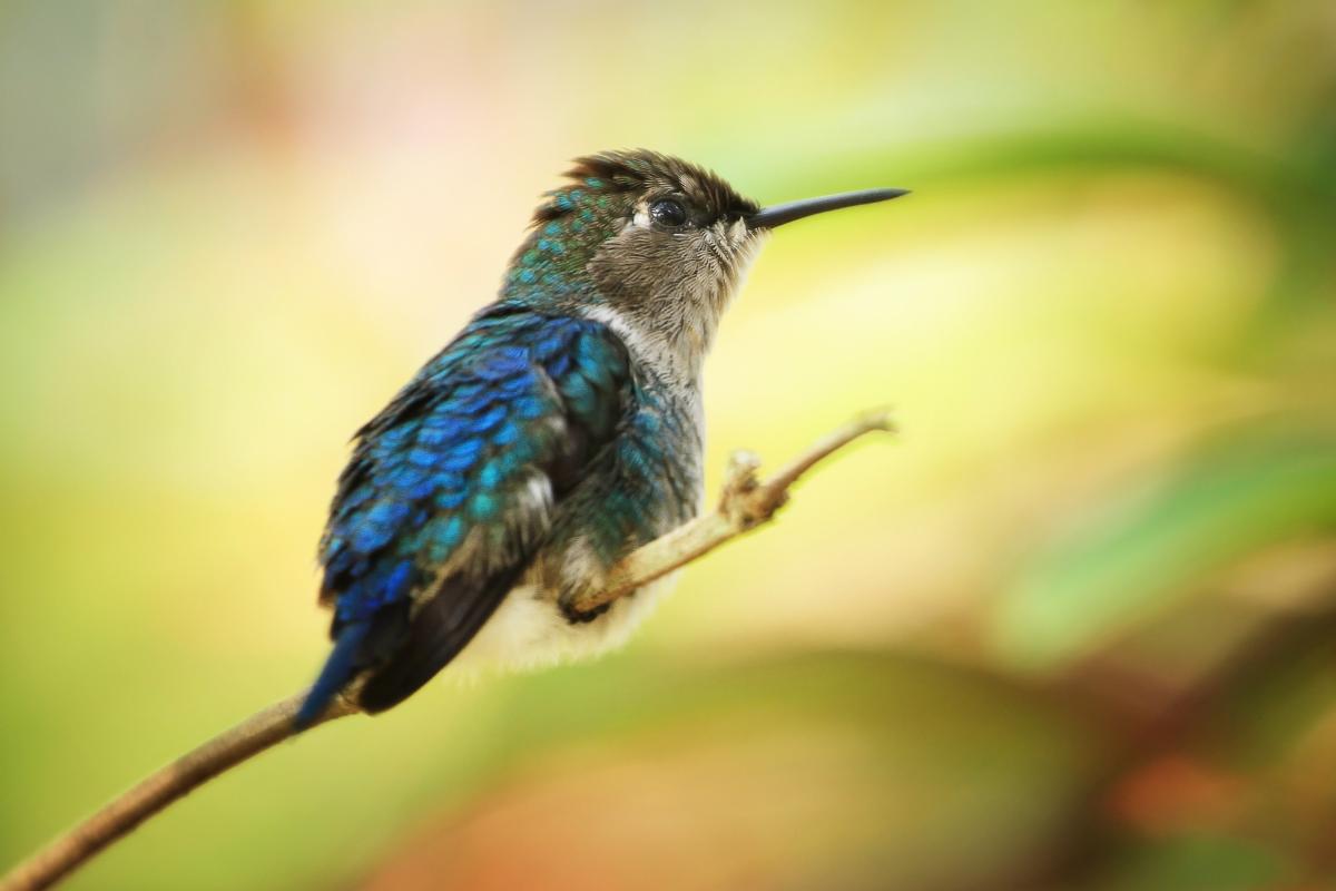 ¿Cuál es el ave más pequeña del mundo?