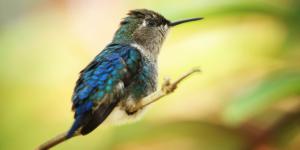 ¿Cuál es el ave más pequeña del mundo?