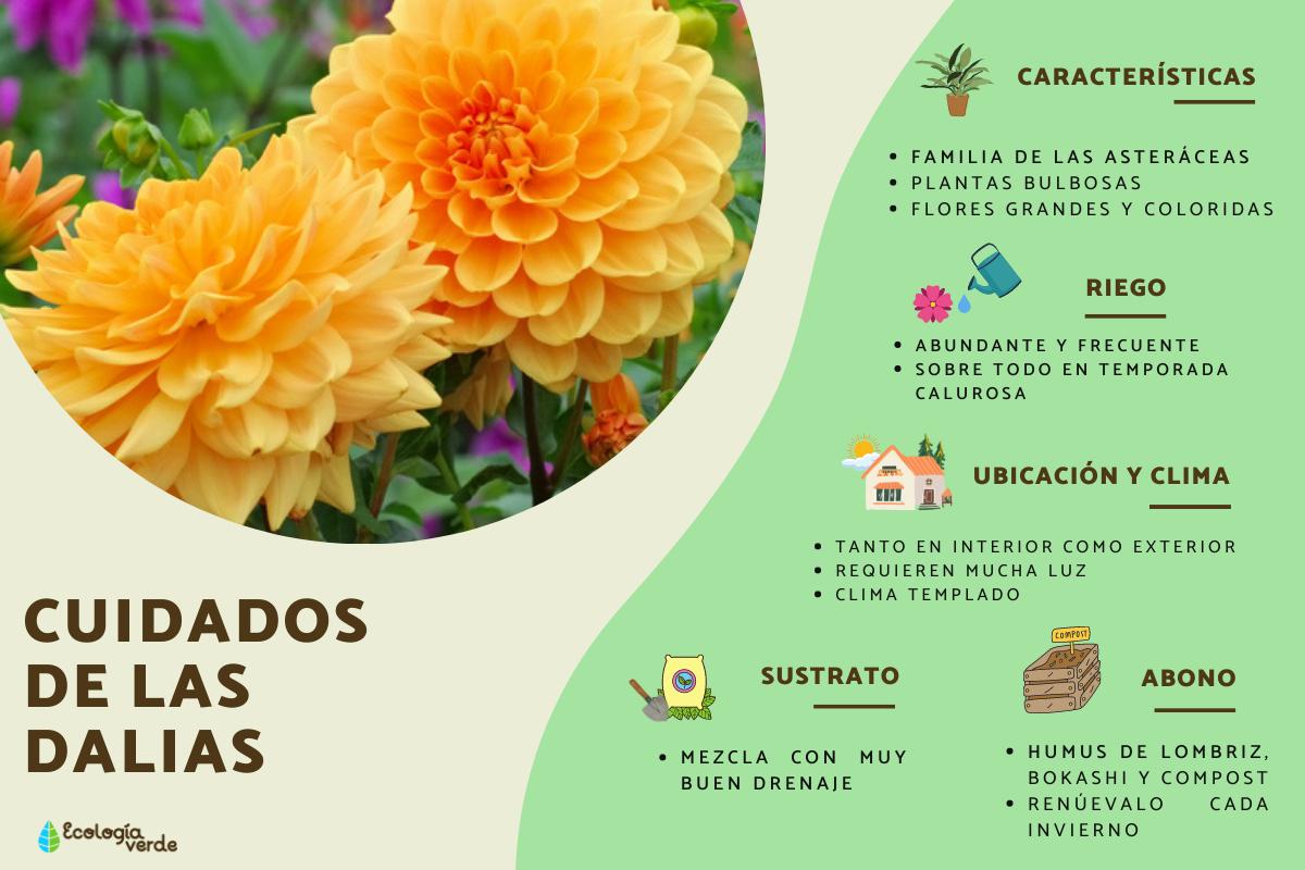 Cuidados de las dalias o Dahlia pinnata