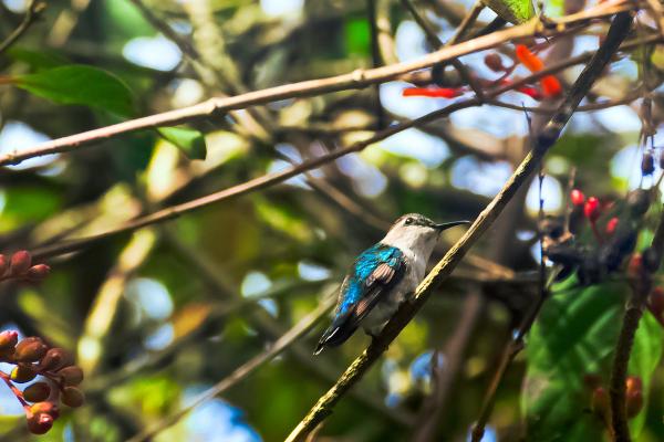 ¿Cuál es el ave más pequeña del mundo? - ¿Está en peligro el colibrí abeja?
