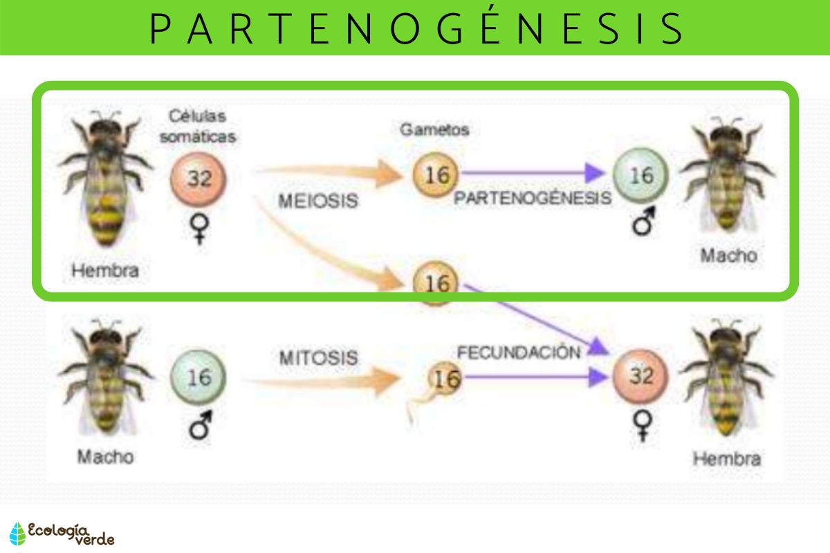 Partenogénesis: qué es y ejemplos