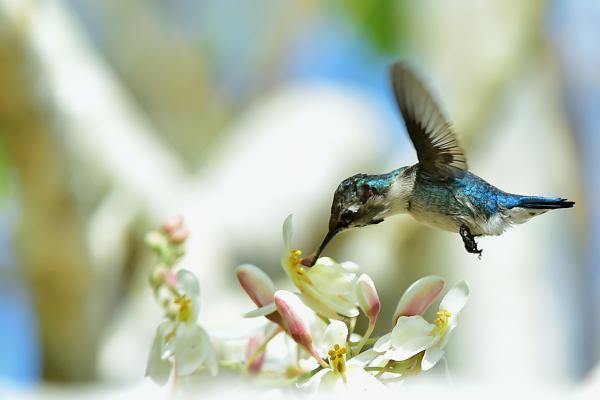 ¿Cuál es el ave más pequeña del mundo? - ¿Qué come el colibrí abeja?