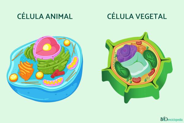 Célula eucariota: qué es, características y sus partes - Tipos de células eucariotas