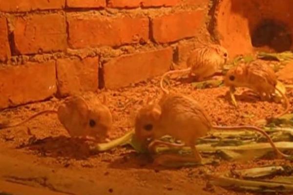 Los mamíferos más pequeños del mundo - Jerbo pigmeo (Salpingotulus michaelis)