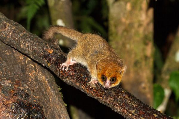 Los mamíferos más pequeños del mundo - Lémur ratón de Madame Berthe (Microcebus berthae)