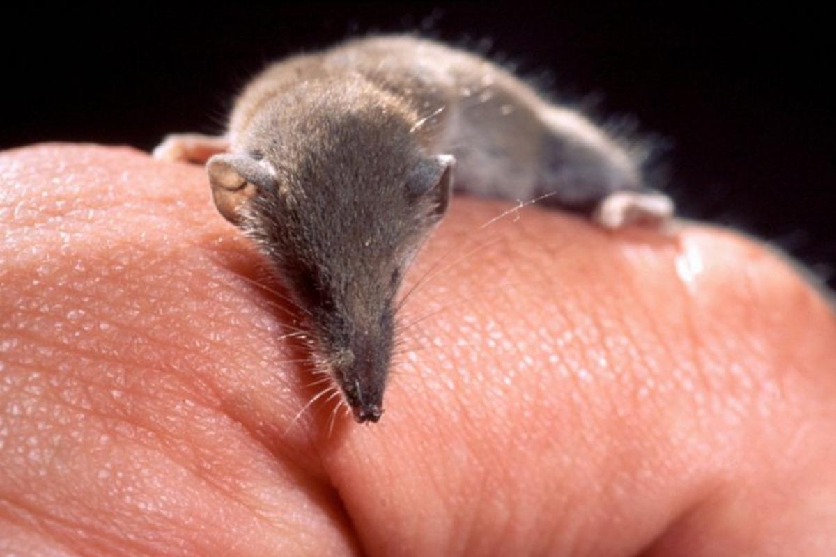 Los mamíferos más pequeños del mundo