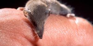 Los mamíferos más pequeños del mundo