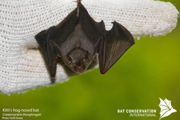 Los mamíferos más pequeños del mundo - Murciélago abejorro (Craseonycteris thonglongyai)