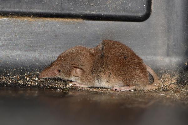 Los mamíferos más pequeños del mundo - Musaraña etrusca (Suncus etruscus)