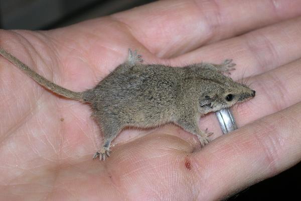 Los mamíferos más pequeños del mundo - Planigalo de cola larga (Planigale ingrami)