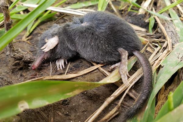 Los mamíferos más pequeños del mundo - Topo musaraña americano (Neurotrichus gibbsii)