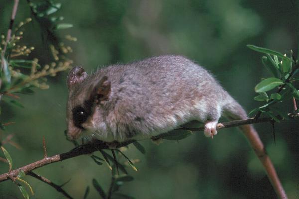 Los mamíferos más pequeños del mundo - Zarigüeya enana (Cercartetus spp.)