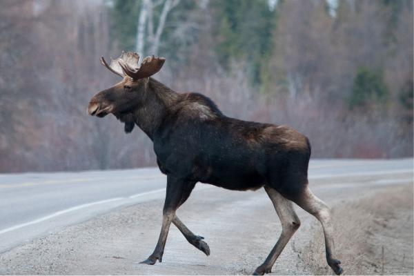 Qué son los animales ungulados y ejemplos - Alce (Alces alces)