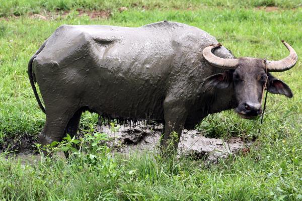 Qué son los animales ungulados y ejemplos - Búfalo (Bubalus)