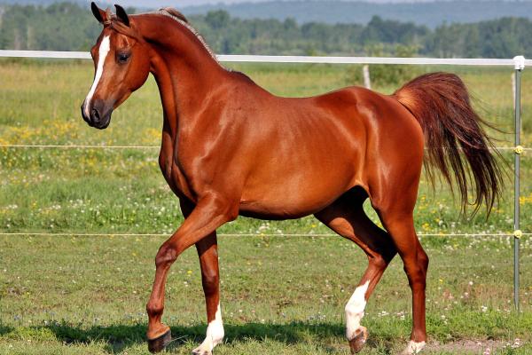 Qué son los animales ungulados y ejemplos - Caballo (Equus ferus caballus)