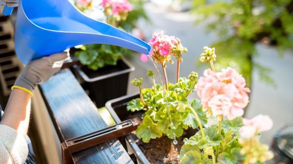 Cómo regar los geranios sin estropearlos: consejos para que sus flores no se marchiten y duren más - Cada cuánto regar los geranios para mantener la humedad y no estropearlos