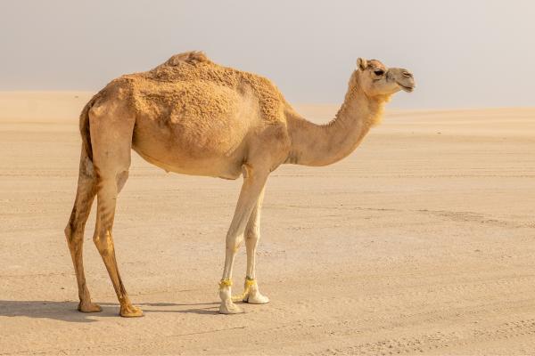 Qué son los animales ungulados y ejemplos - Camello (Camelus)