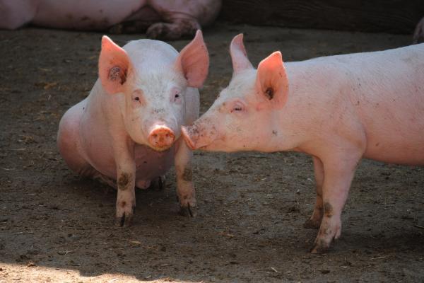 Qué son los animales ungulados y ejemplos - Cerdo (Sus scrofa domestica)
