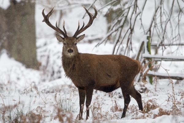 Qué son los animales ungulados y ejemplos - Ciervo rojo (Cervus elaphus)