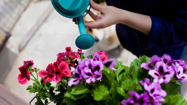 Cómo regar los geranios sin estropearlos: consejos para que sus flores no se marchiten y duren más - Cómo regar los geranios correctamente para evitar que sus flores se marchiten
