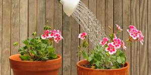 Cómo regar los geranios sin estropearlos: consejos para que sus flores no se marchiten y duren más